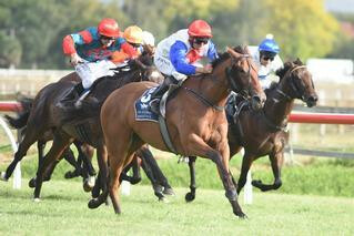 A dominant performance from Savvy Coup (NZ) in the Group 3 Lowland Stakes. Photo: Race Images P North
